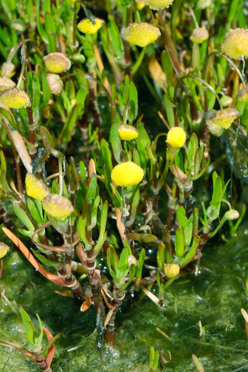 Cotula coronopifolia BGMainz A1.jpg