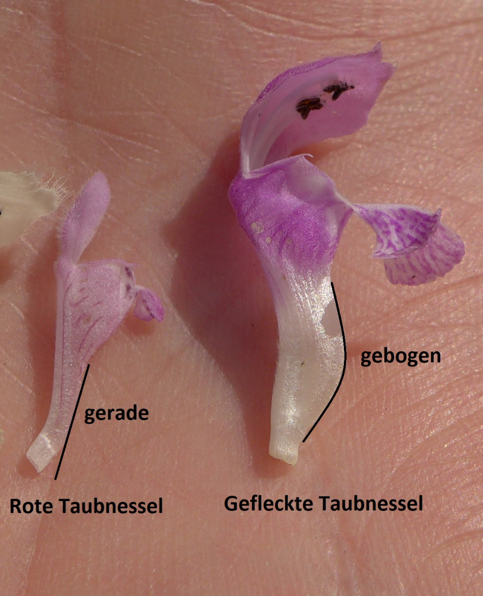 Unterschied Lamium purpureum_L maculatum.jpg