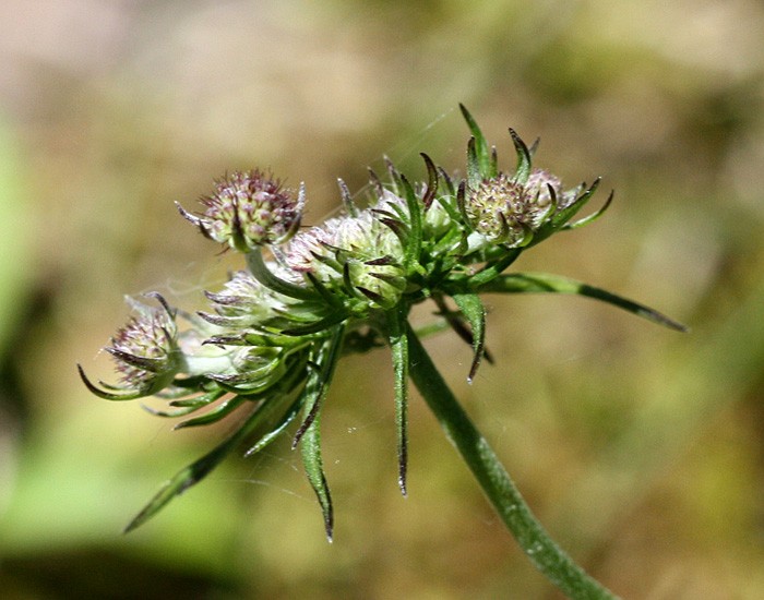 scabiosa.lucida1.jpg