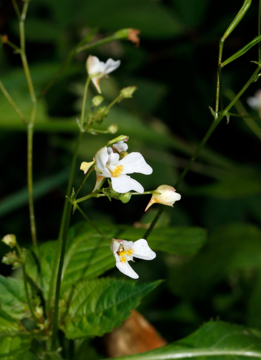 Impatiens parviflora abweichend Plasmolen NL StJansBerg A02.jpg