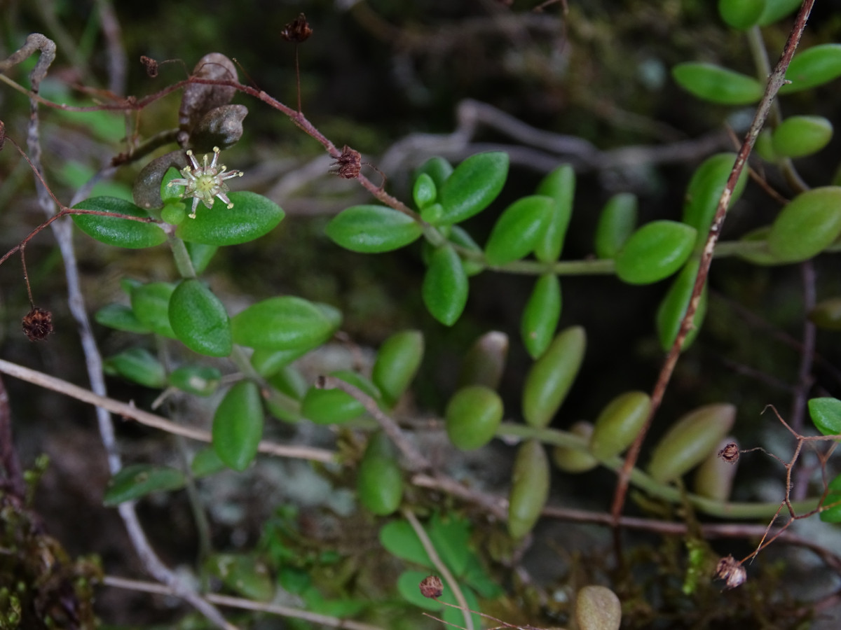 Monanthes laxiflora.JPG