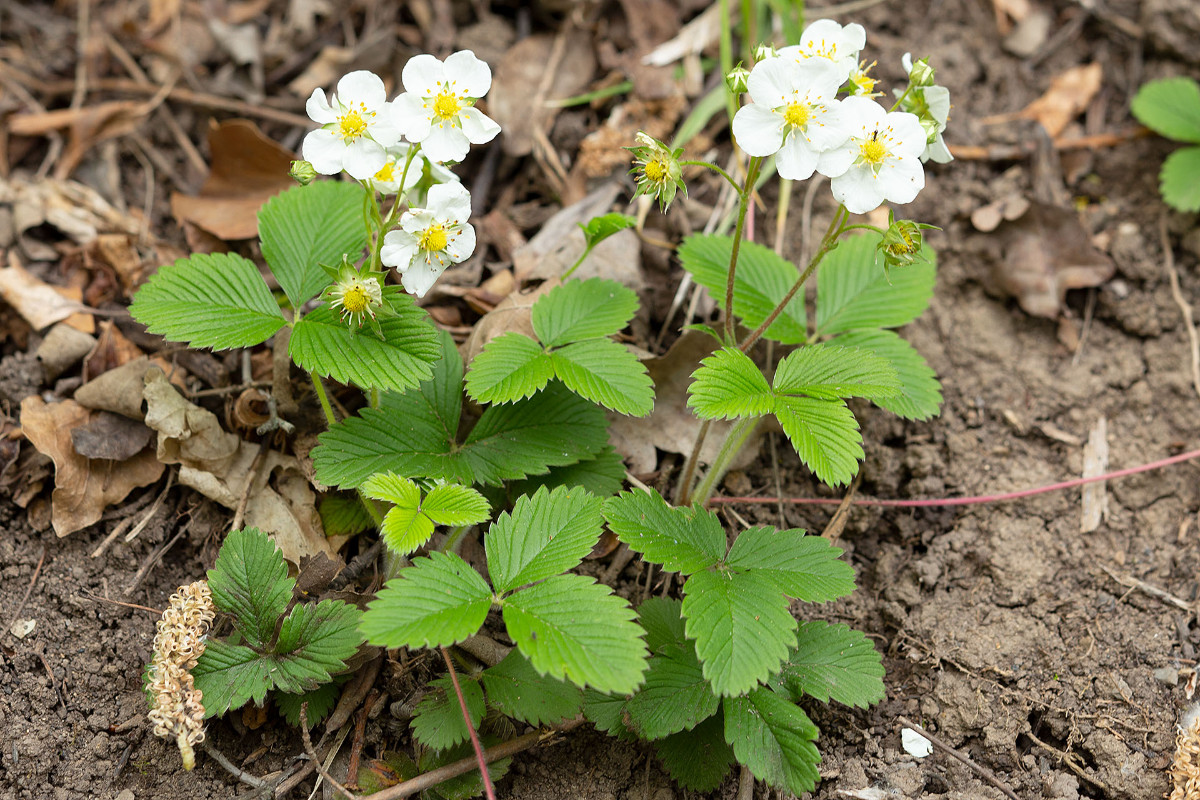 FRAGE_Fragaria viridis_2473.jpg