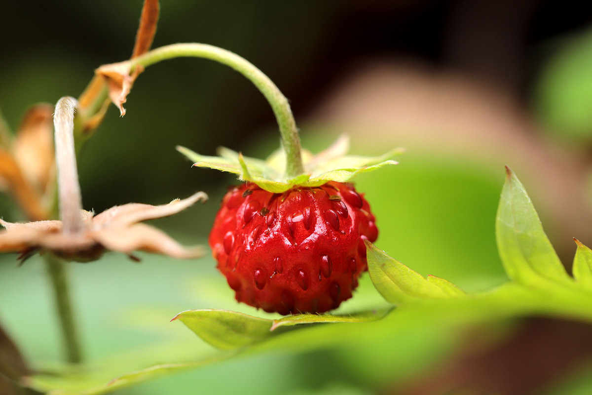 Fragaria_vesca_Wald-Erdbeere_2268.jpg