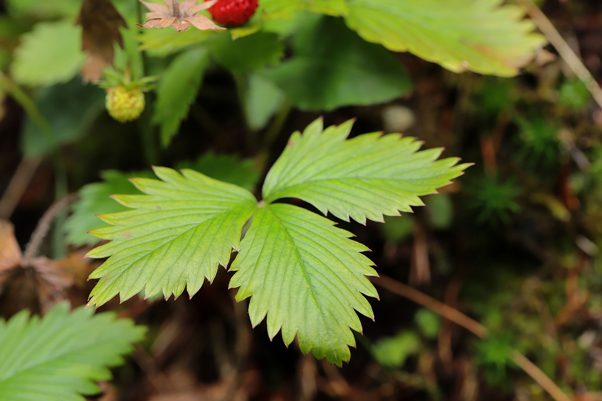 Fragaria_vesca_Wald-Erdbeere_2269.jpg