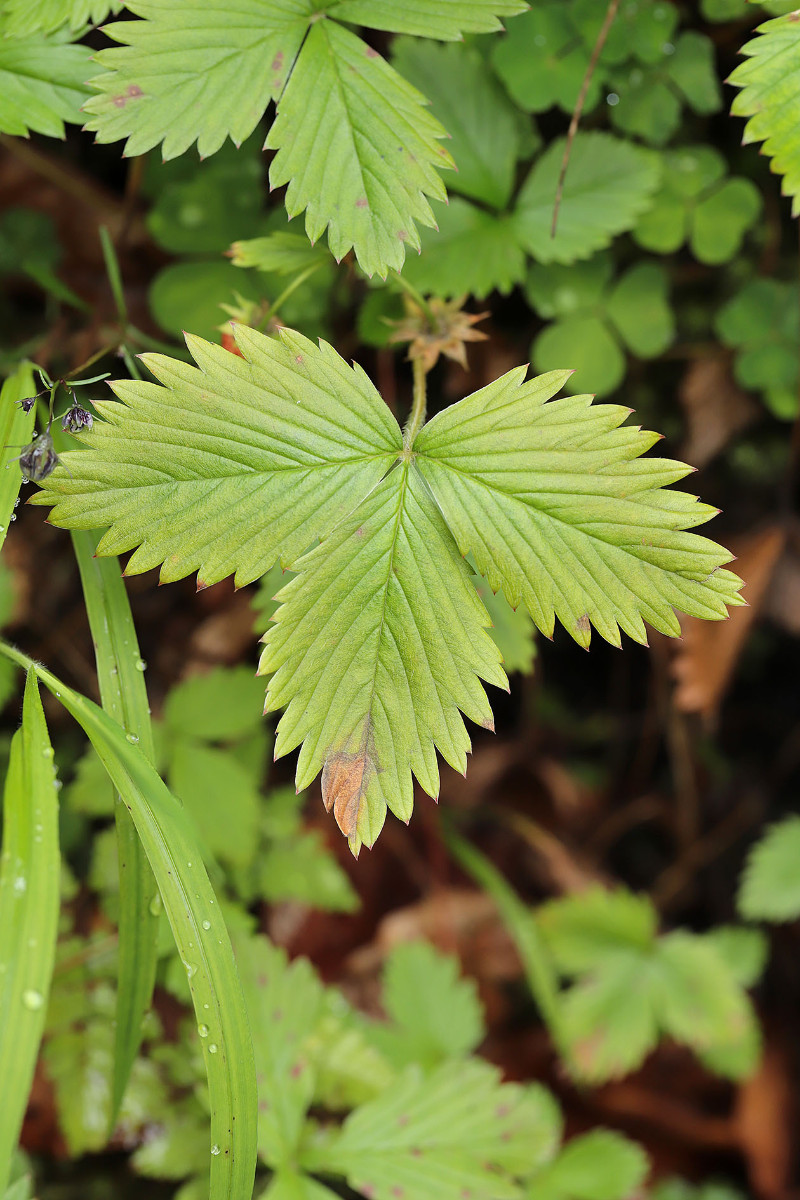 Fragaria_vesca_Wald-Erdbeere_2270.jpg