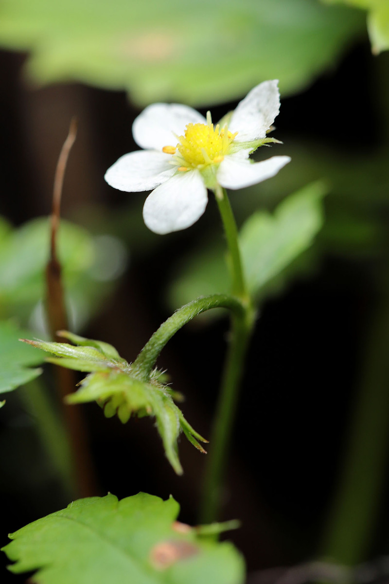 Fragaria_vesca_Wald-Erdbeere_2275.jpg