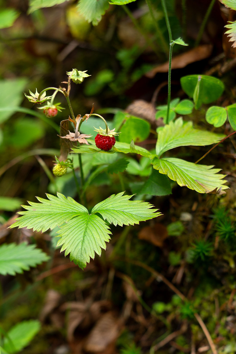 Fragaria_vesca_Wald-Erdbeere_8859.jpg