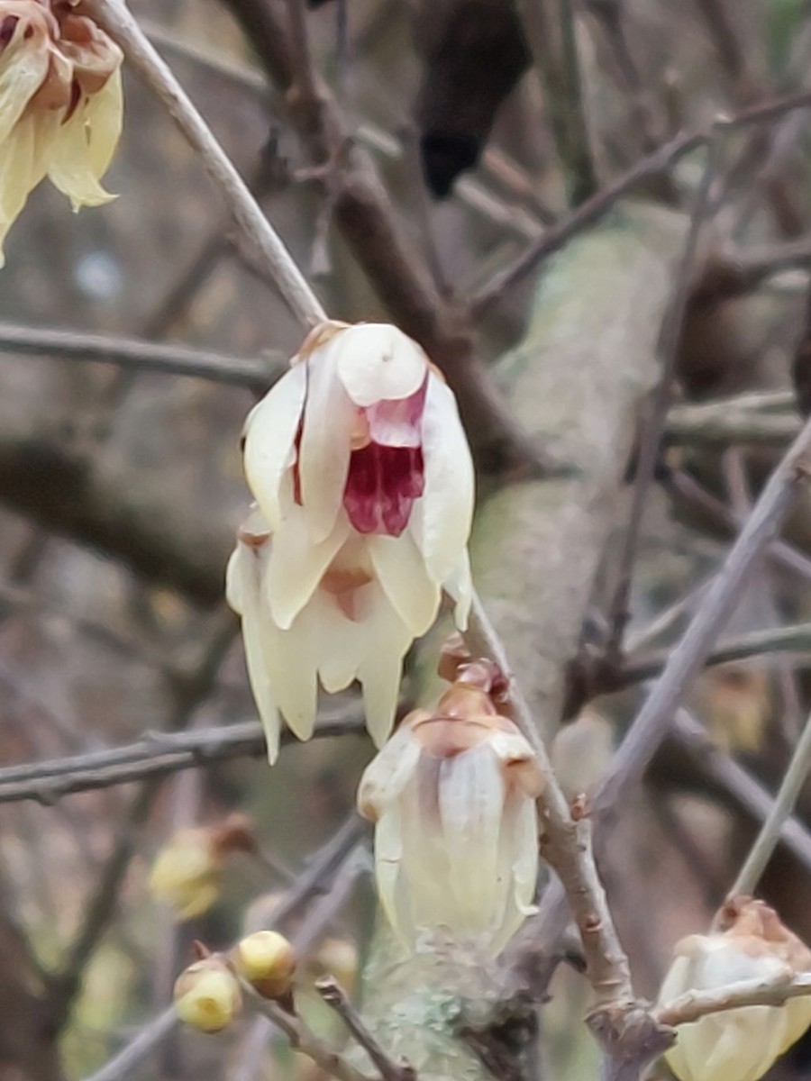 20230128_Chimonanthus praecox_BG Wuerzburg.jpg