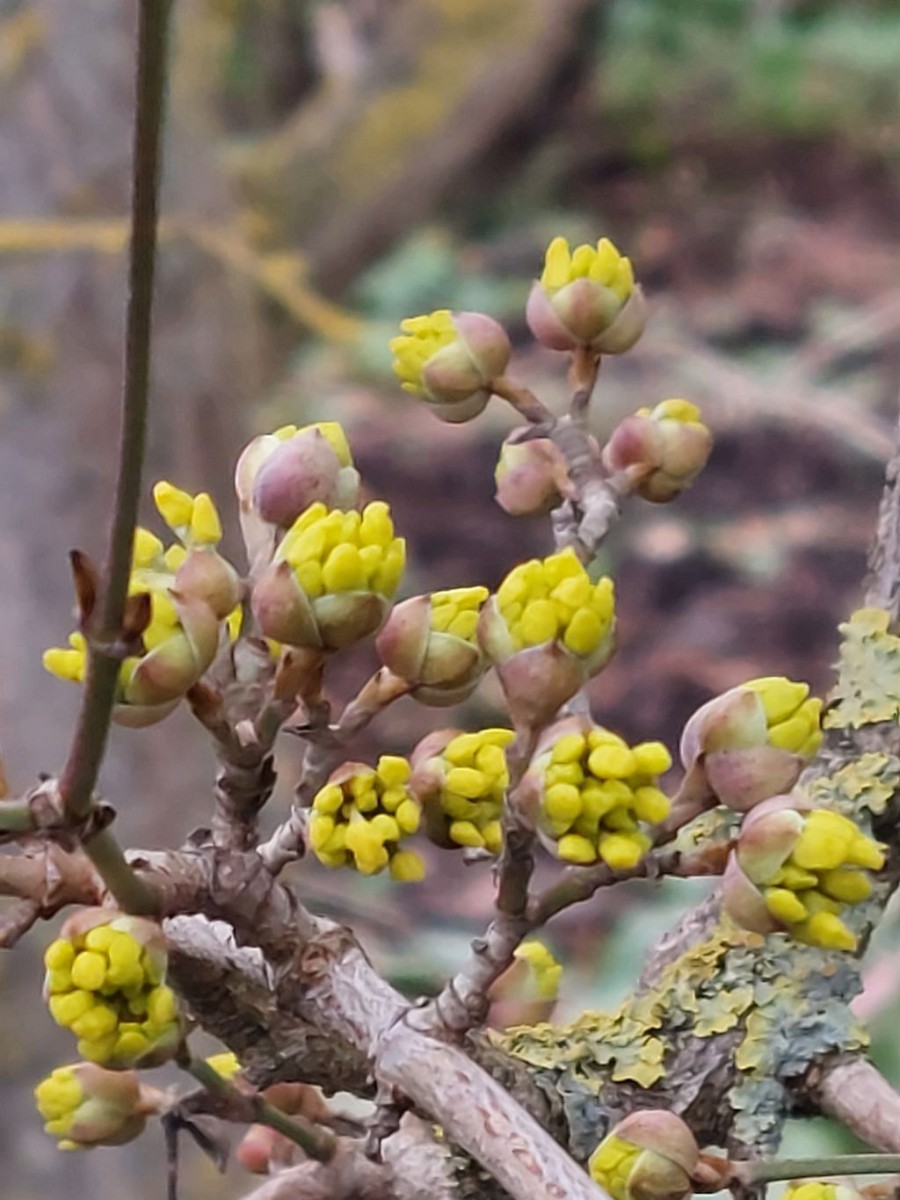 20230128_Cornus officinalis_BG Wuerzburg.jpg