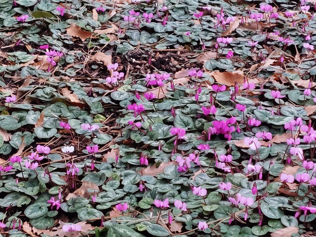 20230128_Cyclamen coum_BG Wuerzburg.jpg