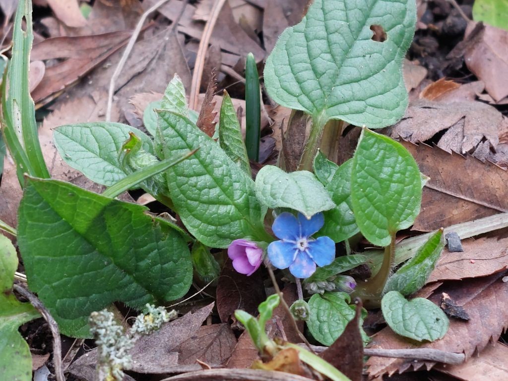 20230128_Omphalodes verna_BG Wuerzburg.jpg