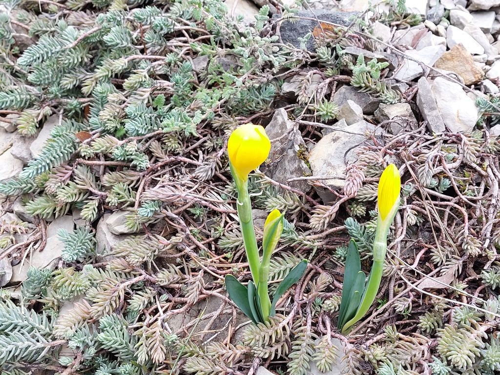 20230128_Sternbergia fischeriana_BG Wuerzburg.jpg