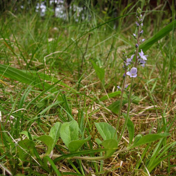 veronica_officinalis_daenemark_2022-06-13 (1).jpg