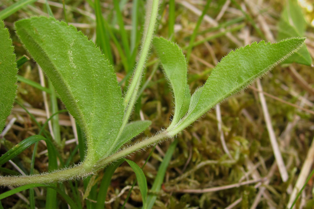 veronica_officinalis_daenemark_2022-06-13 (3).jpg