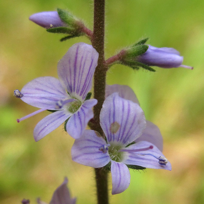 veronica_officinalis_daenemark_2022-06-13 (4).jpg