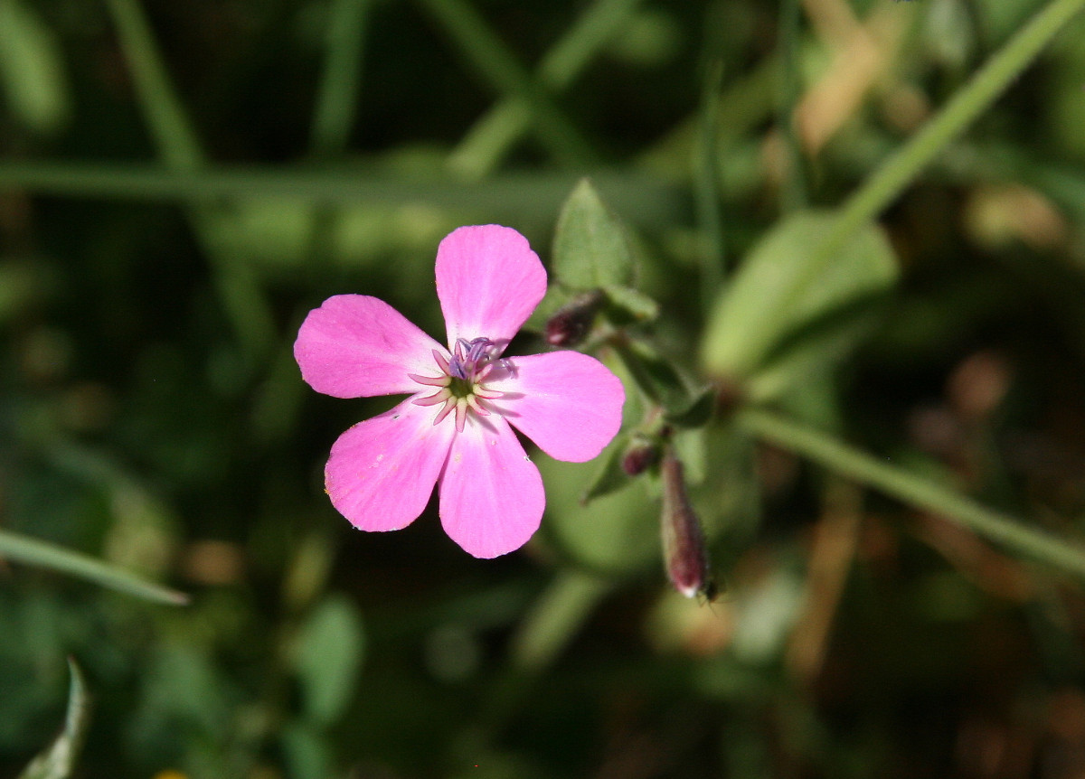 Silene integripetala subsp. integripetala 06.JPG