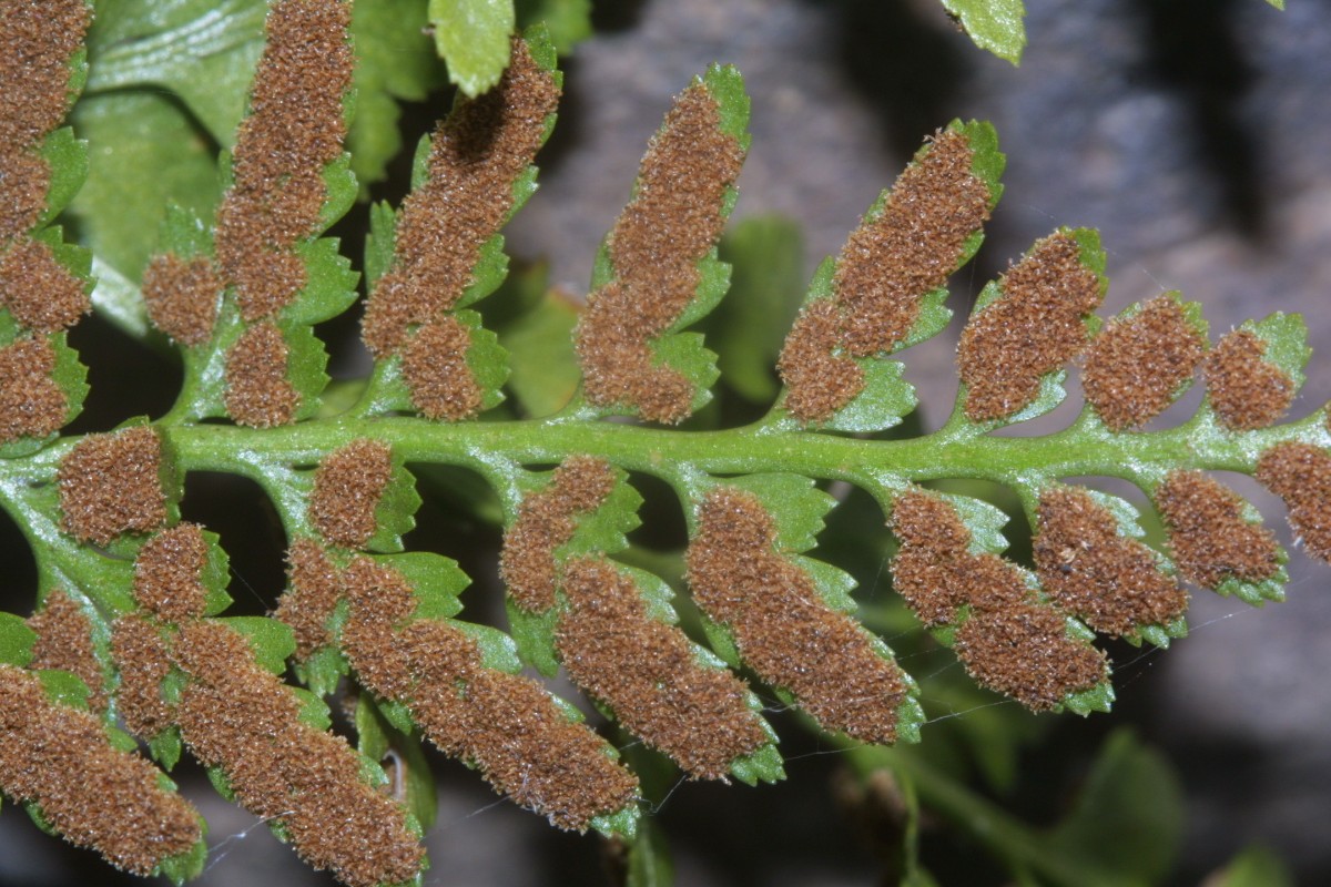 Asplenium adiantum-nigrum Robberg C2a.JPG