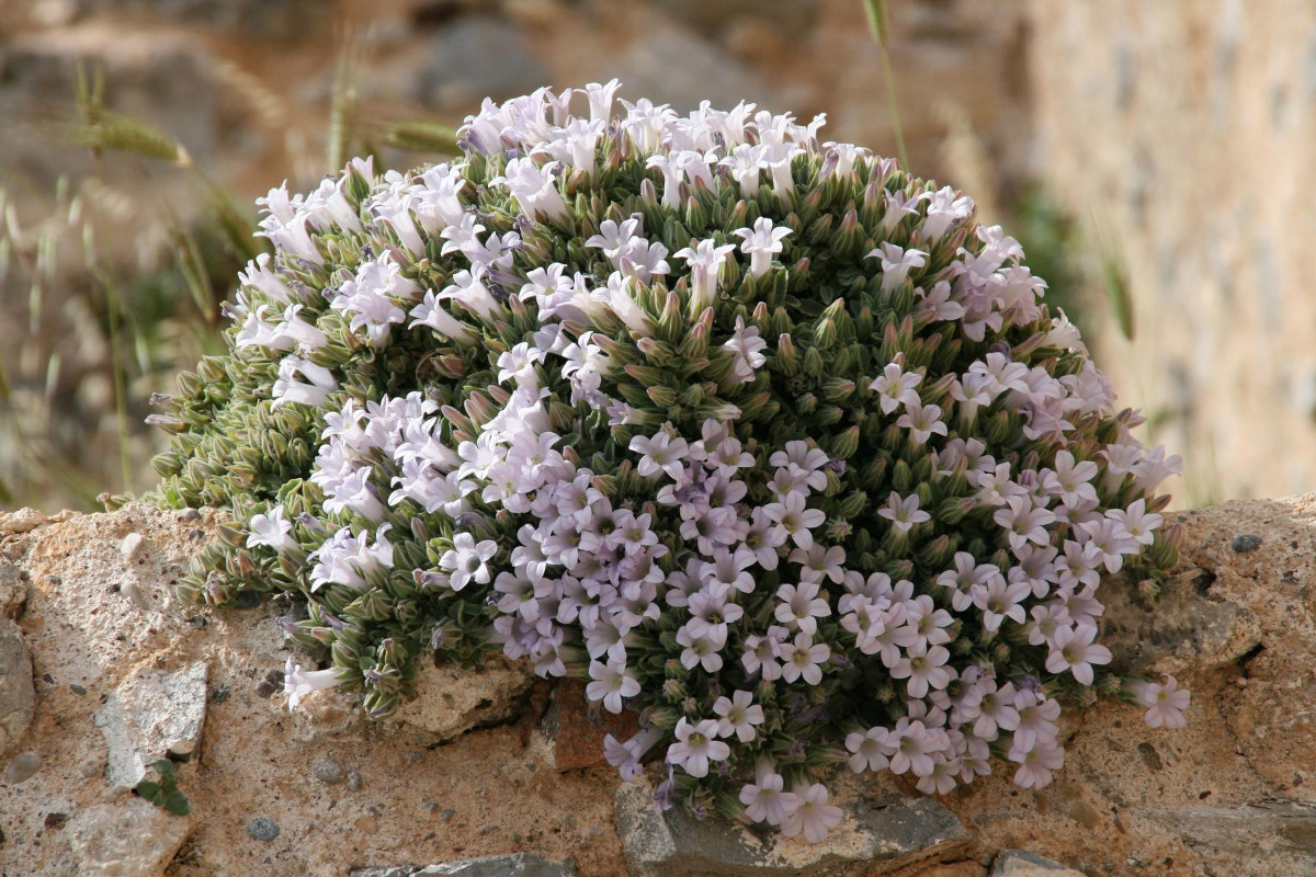 K1600_Campanula andrewsii subsp. hirsutula  03.JPG