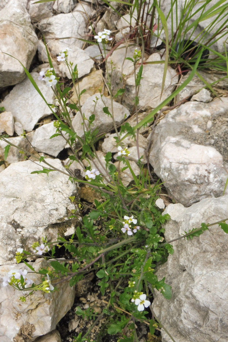 Arabidopsis arenosa 1.JPG