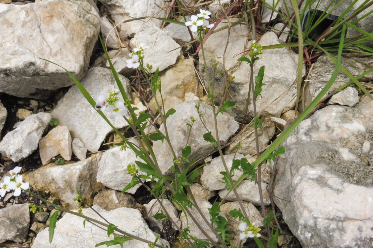 Arabidopsis arenosa 2.JPG