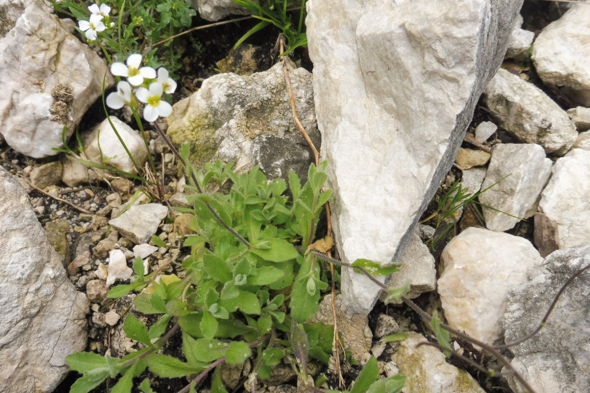 Arabis alpina 1.JPG