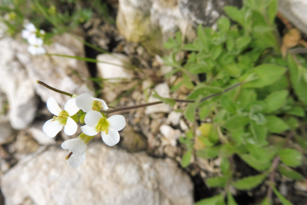 Arabis alpina 2.JPG