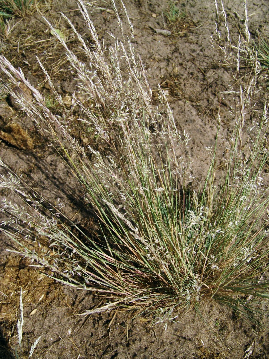 Corynephorus canescens Birkenheide G2.jpg