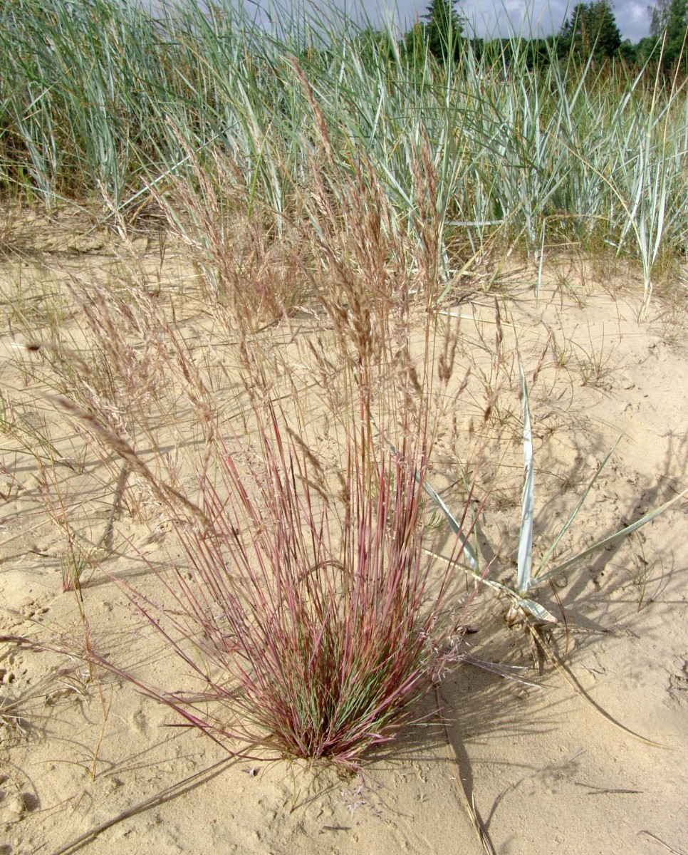 Corynephorus canescens Usedom Freest G1.jpg