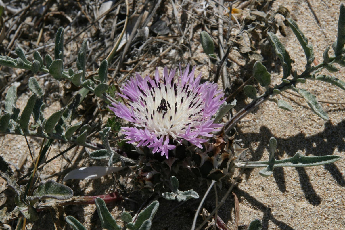 K1600_Centaurea pumilio 03.JPG