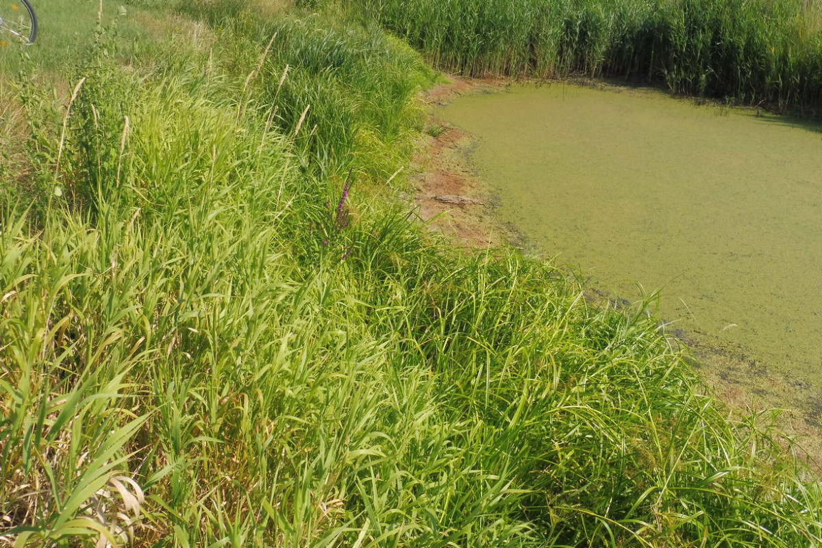 Scirpus radicans Wurzelnde Simse 1.JPG