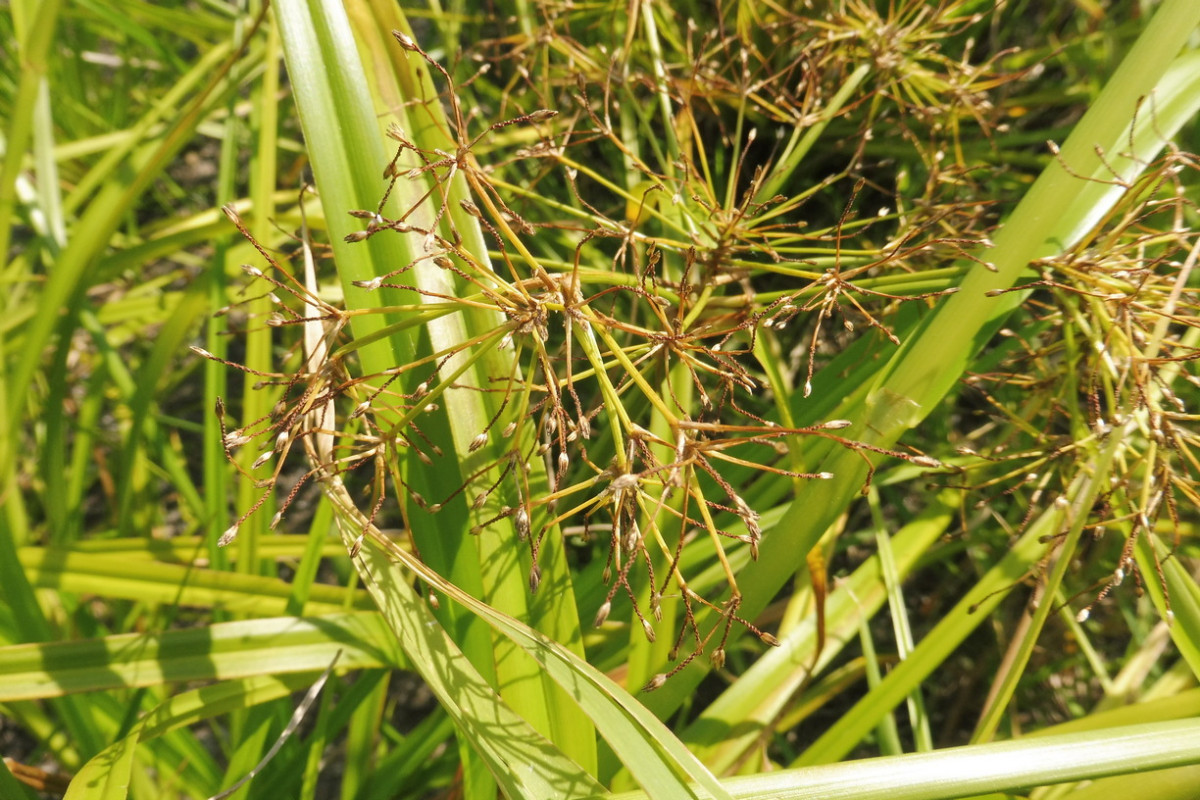 Scirpus radicans Wurzelnde Simse 2.JPG