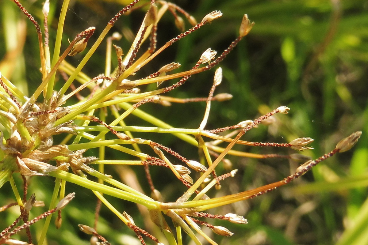 Scirpus radicans Wurzelnde Simse 3.JPG