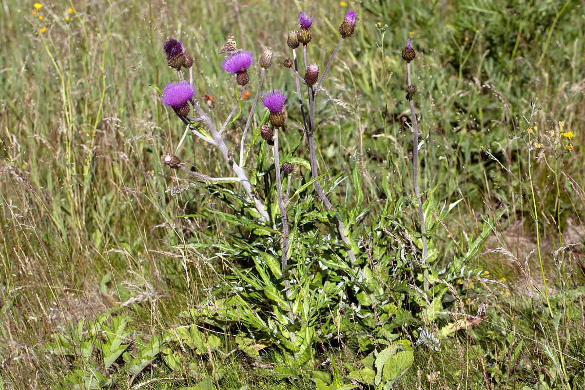 Frage_Cirsium heterophyllum_Verschiedenblättrige Kratzdistel_2515.jpg