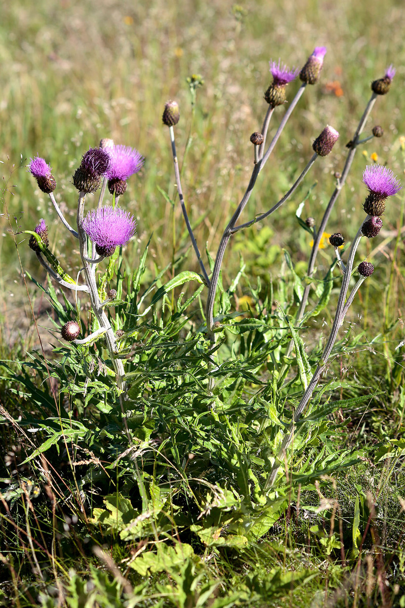 Frage_Cirsium heterophyllum_Verschiedenblättrige Kratzdistel_2516.jpg