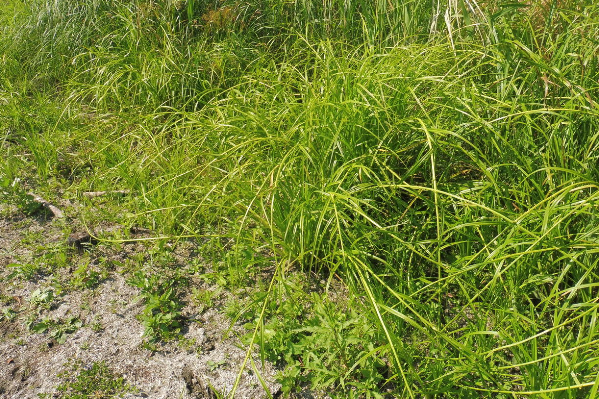 Scirpus radicans Wurzelnde Simse 4.JPG