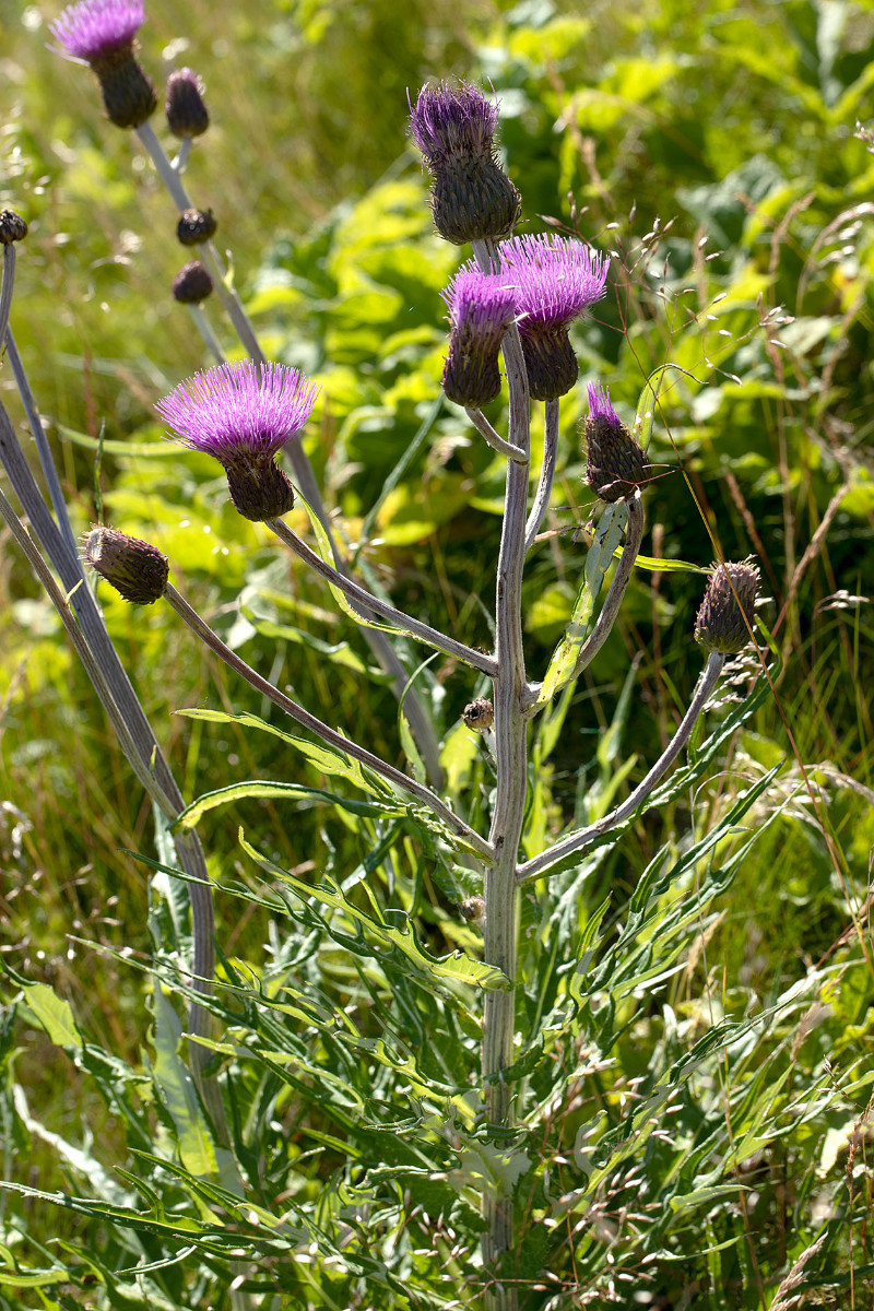 Frage_Cirsium heterophyllum_Verschiedenblättrige Kratzdistel_2517.jpg