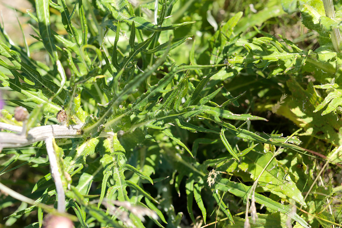 Frage_Cirsium heterophyllum_Verschiedenblättrige Kratzdistel_2519.jpg