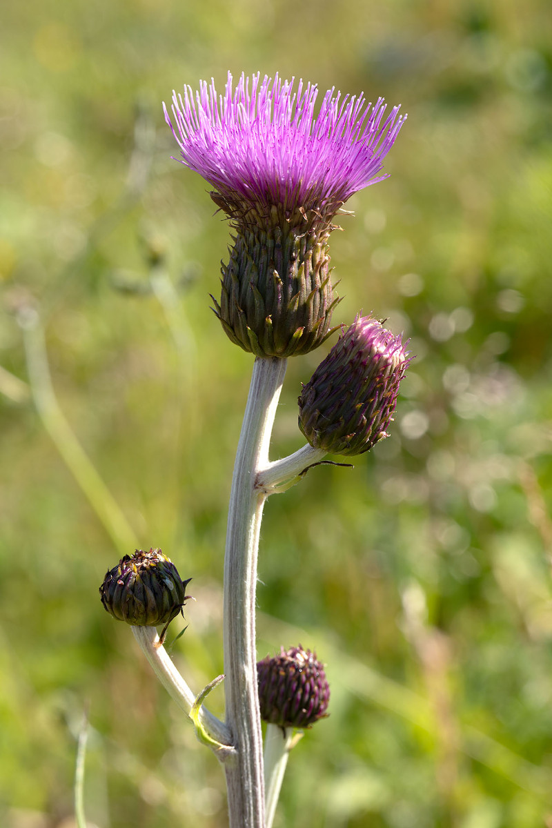 Frage_Cirsium heterophyllum_Verschiedenblättrige Kratzdistel_2520.jpg