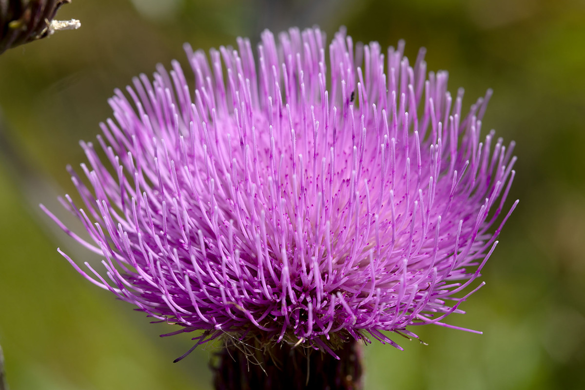 Frage_Cirsium heterophyllum_Verschiedenblättrige Kratzdistel_2521.jpg