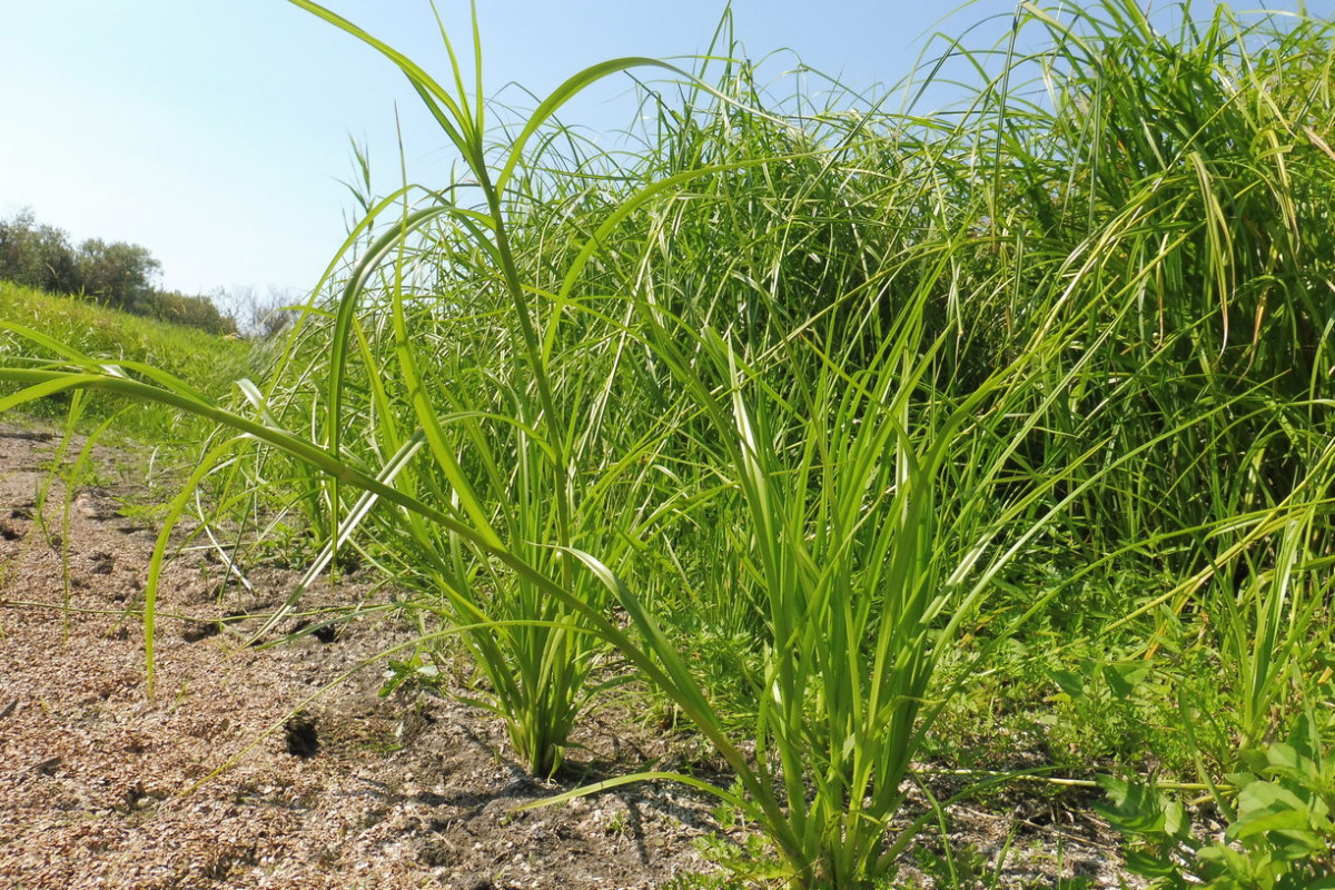 Scirpus radicans Wurzelnde Simse 5.JPG