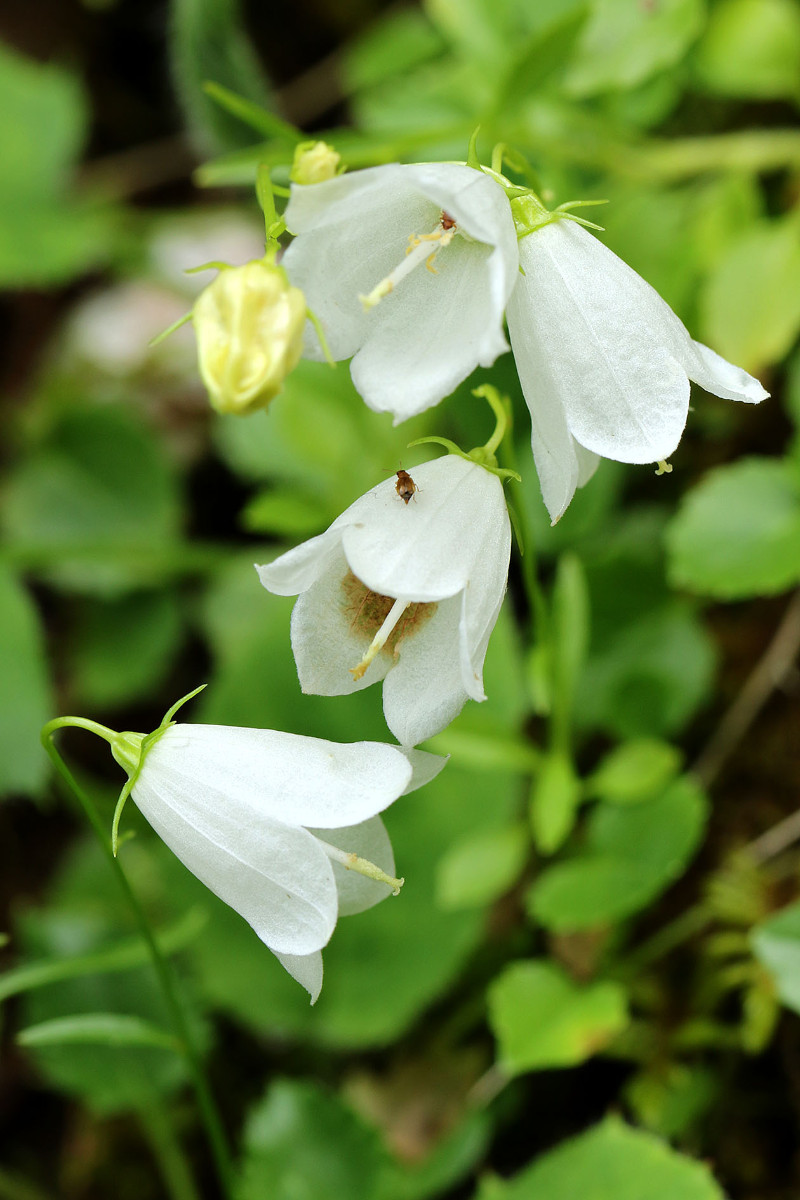 Campanula_cochleariifolia_Zwerg_Glockenblume_2798.jpg