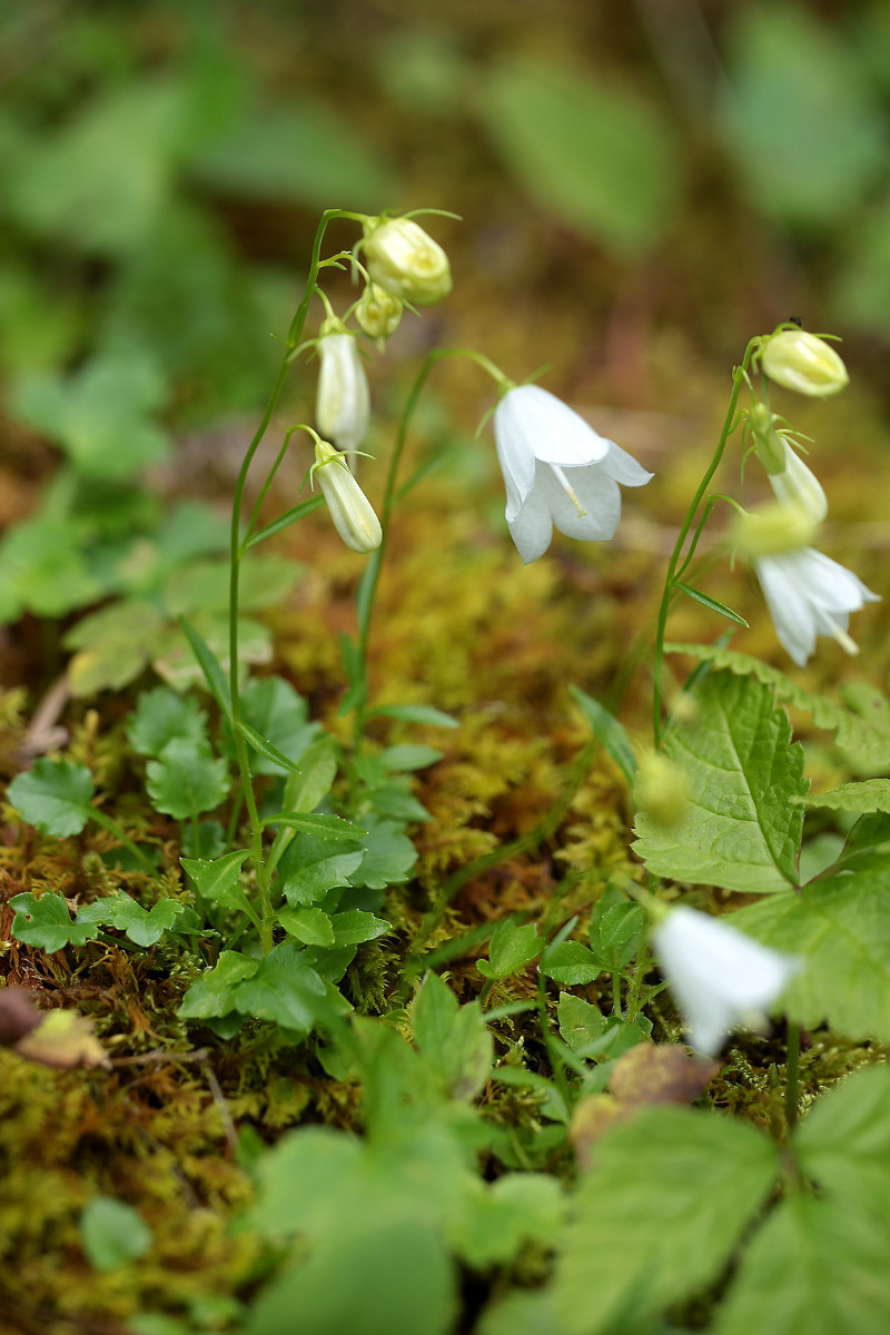 Campanula_cochleariifolia_Zwerg_Glockenblume_3234.jpg