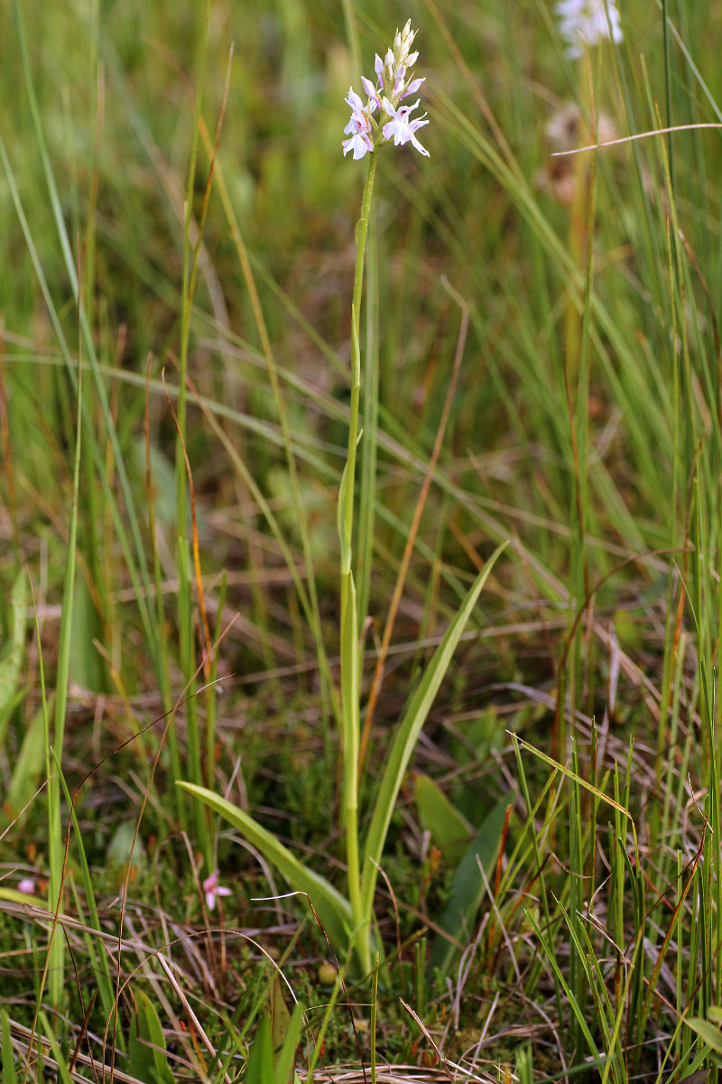 IMG_9567_Dactylorhiza fuchsii weiss.jpg