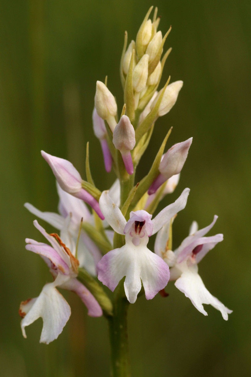 IMG_9568_Dactylorhiza fuchsii weiss.jpg