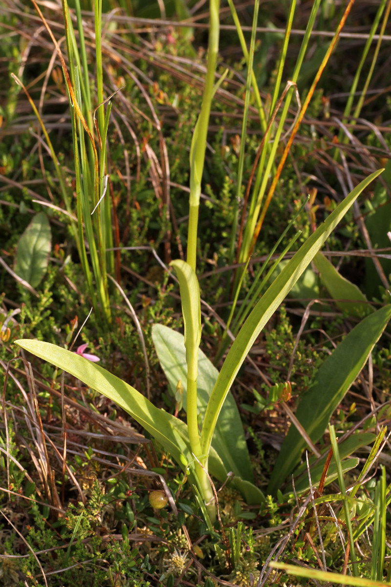 IMG_9572_Dactylorhiza fuchsii weiss.jpg