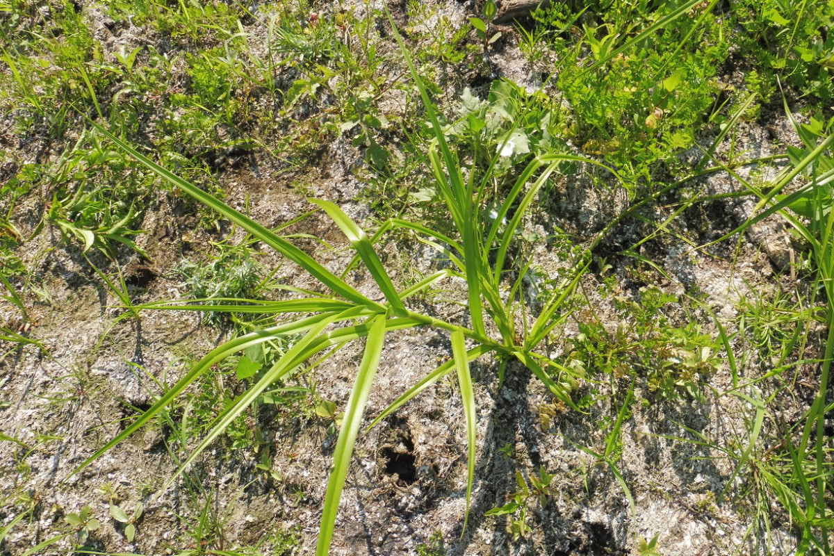 Scirpus radicans Wurzelnde Simse 6.JPG