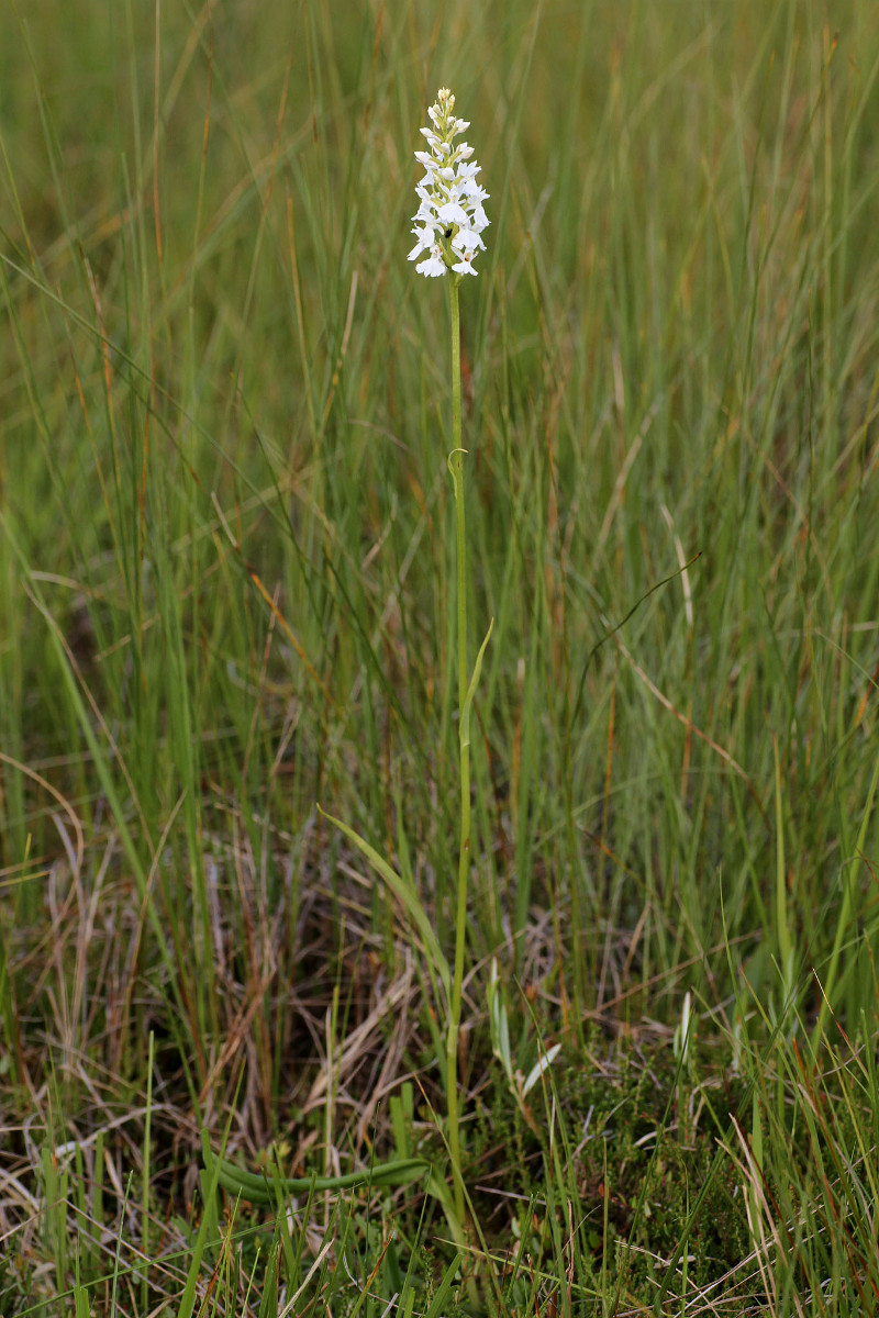 IMG_9591_Dactylorhiza fuchsii weiss.jpg