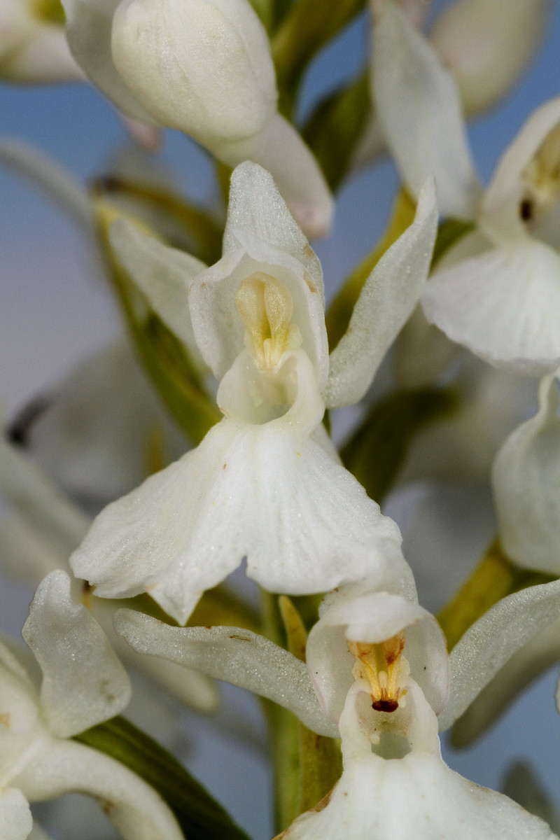 IMG_9600_Dactylorhiza fuchsii weiss.jpg