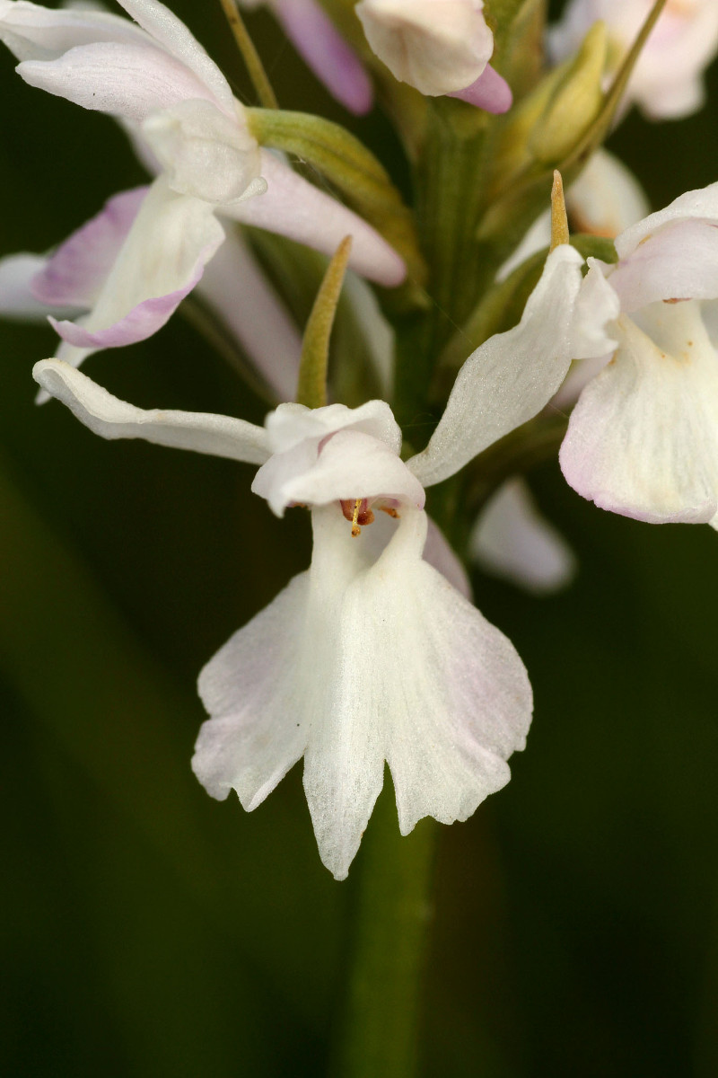 IMG_9614_Dactylorhiza fuchsii weiss.jpg