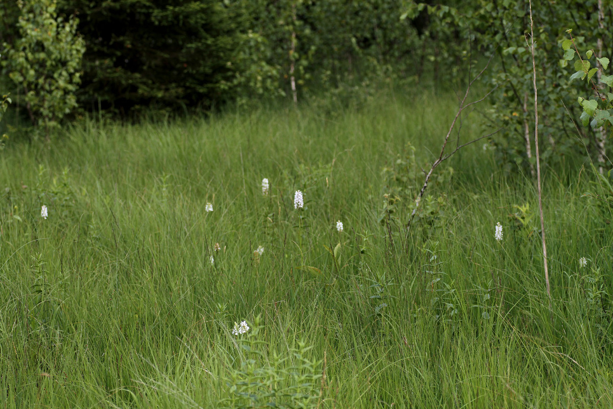 IMG_9691_Biotop_Dactylorhiza fuchsii weiss.jpg